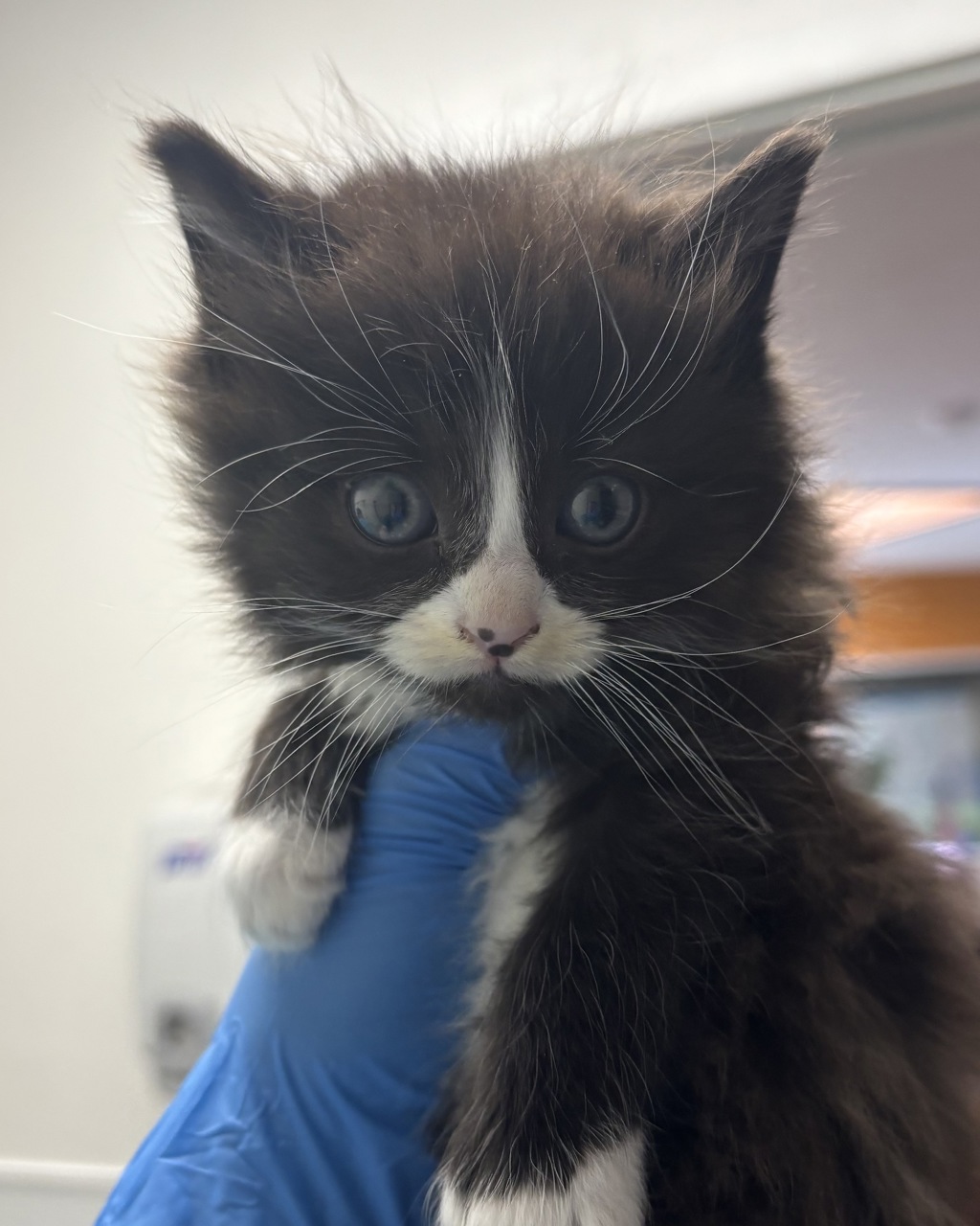 Shelter Stray Male Cat last seen Willow Street, BREMERTON, WA, 98310, Silverdale, WA 98383