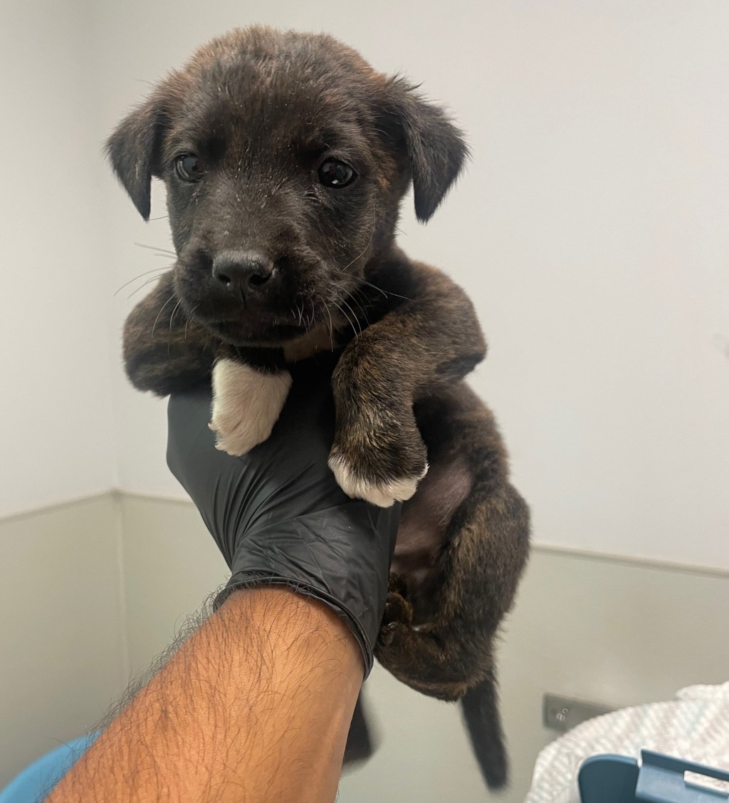 Shelter Stray Male Dog last seen San Ysidro Boulevard, San Diego, CA, 92173, San Diego, CA 92110