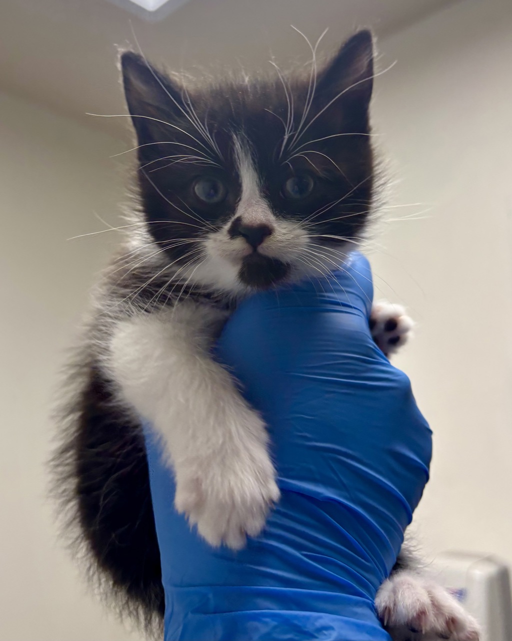 Shelter Stray Female Cat last seen Willow Street, BREMERTON, WA, 98310, Silverdale, WA 98383