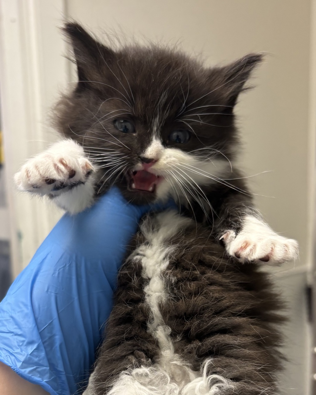 Shelter Stray Female Cat last seen Willow Street, BREMERTON, WA, 98310, Silverdale, WA 98383