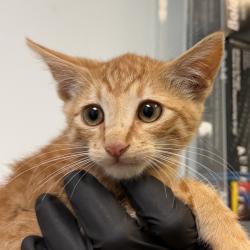 Shelter Stray Male Cat last seen Near Cactus Ridge, San Diego, CA, 92105, San Diego, CA 92110