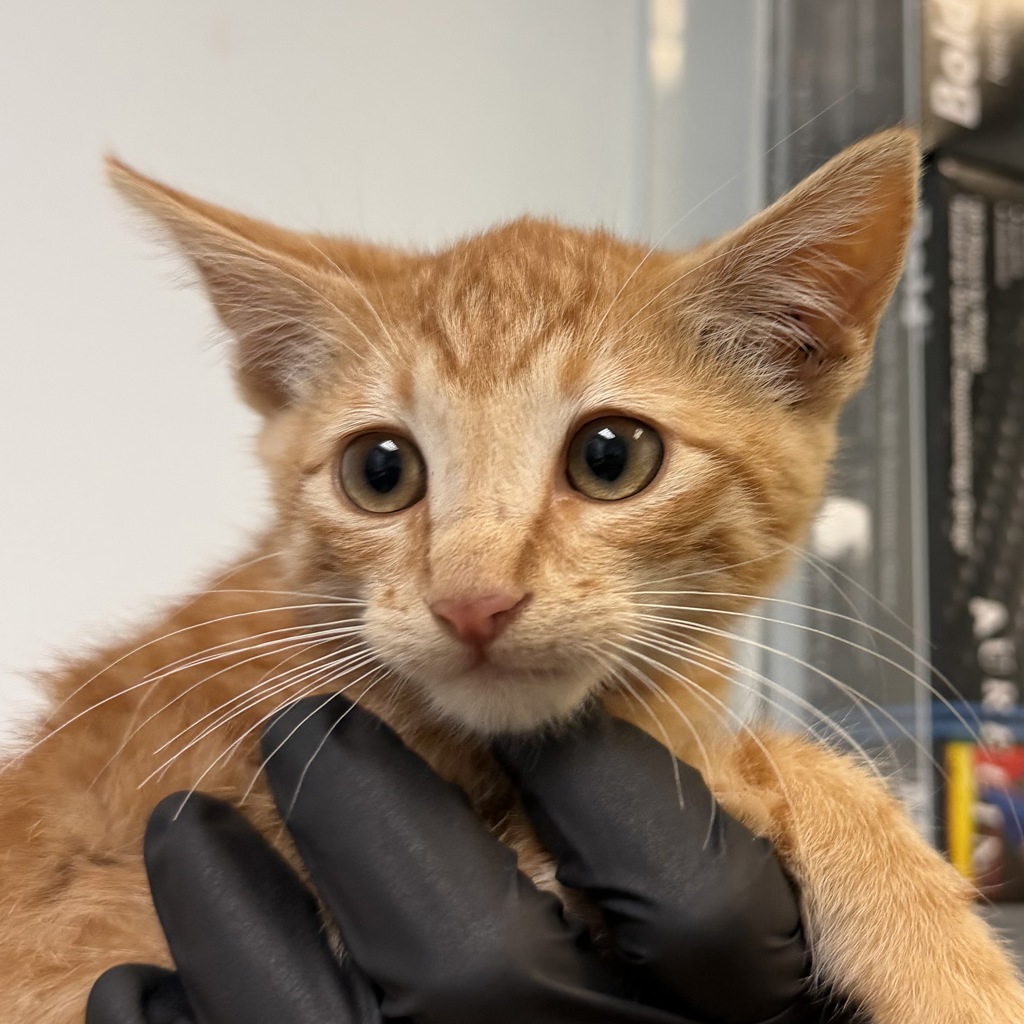 Shelter Stray Male Cat last seen Near Cactus Ridge, San Diego, CA, 92105, San Diego, CA 92110