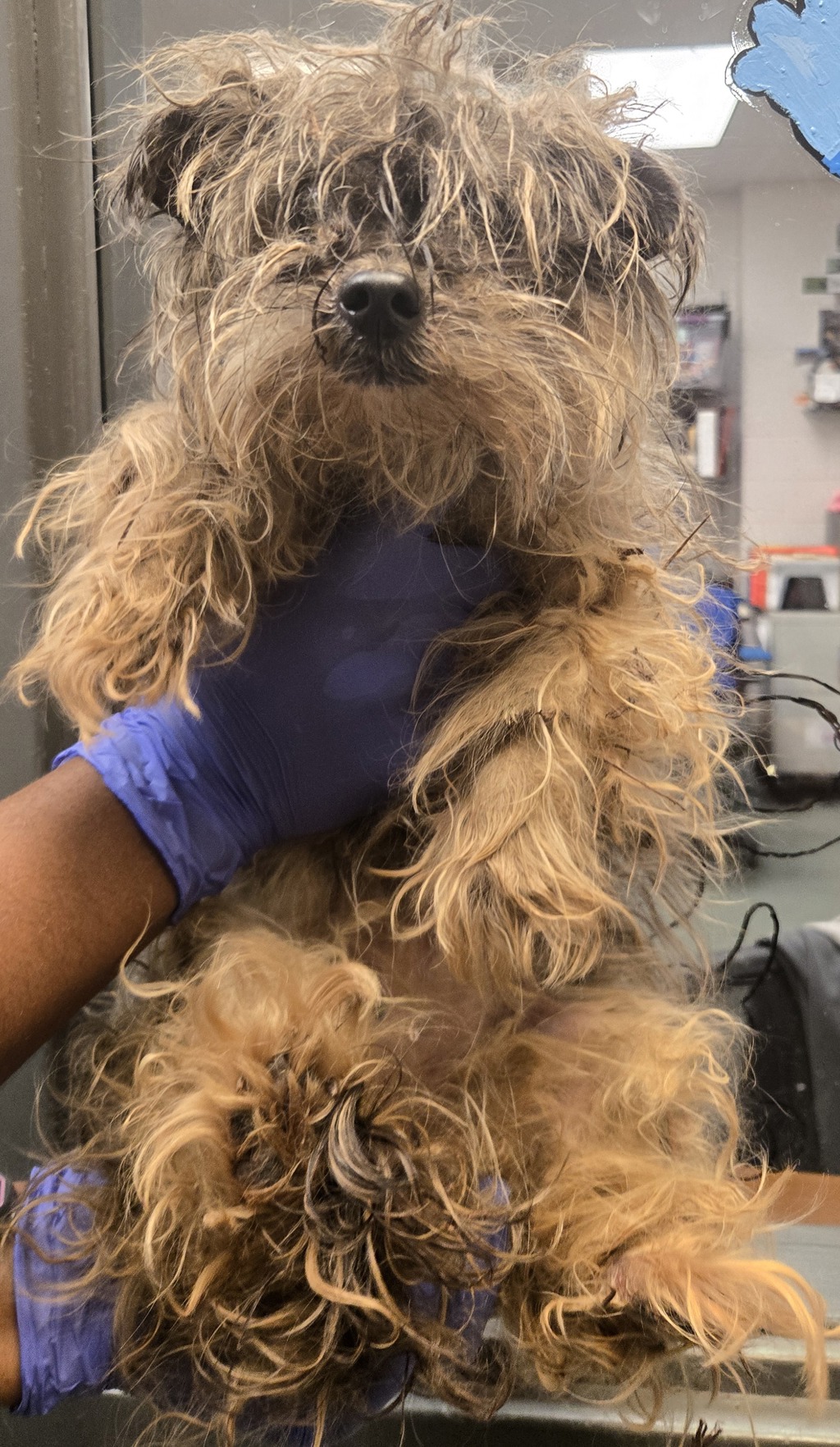 Shelter Stray Female Dog last seen NC, Raleigh, NC 27610