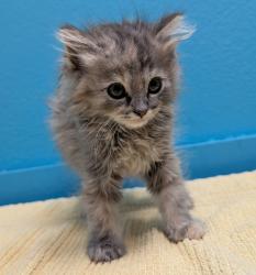 Shelter Stray Female Cat last seen Midway Drive, Escondido, CA, 92025, Escondido, CA 92027