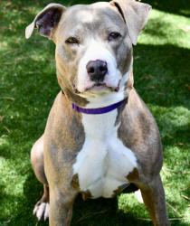 Shelter Stray Female Dog last seen Near Home Avenue, San Diego, CA, 92105, Escondido, CA 92027