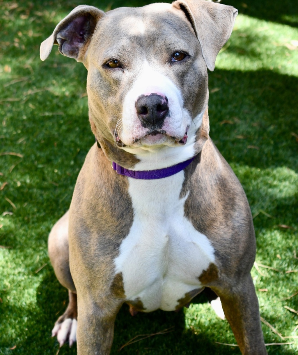 Shelter Stray Female Dog last seen Near Home Avenue, San Diego, CA, 92105, Escondido, CA 92027