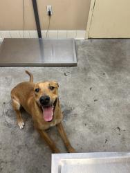 Shelter Stray Female Dog last seen Near E Rich Avenue, SPOKANE, WA, 99207, Spokane, WA 99212