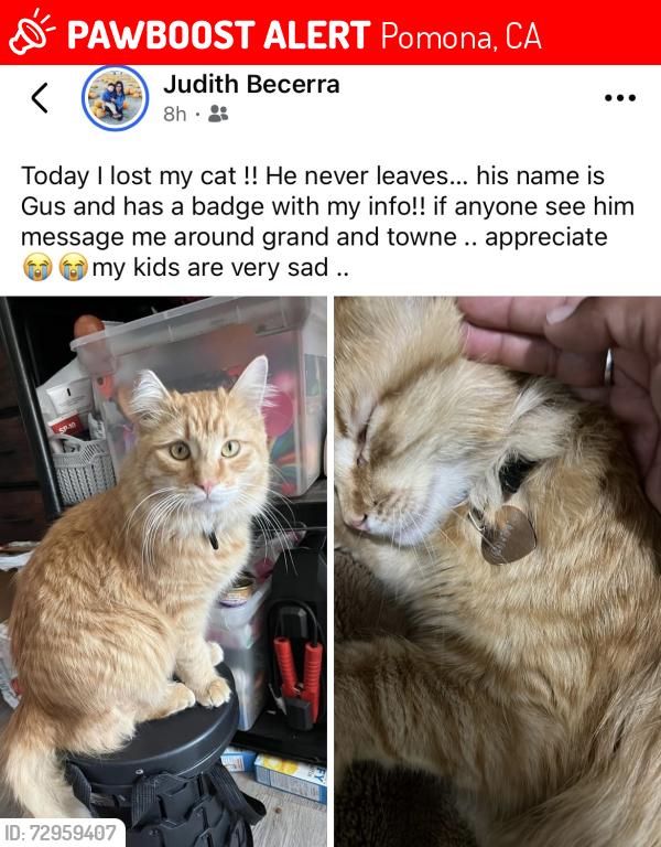 Lost Male Cat last seen Towne and palomares, Pomona, CA 91766