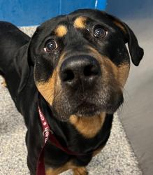 Shelter Stray Male Dog last seen W 5th Av// Wadsworth Blvd, Lakewood, CO, 80226, Golden, CO 80401