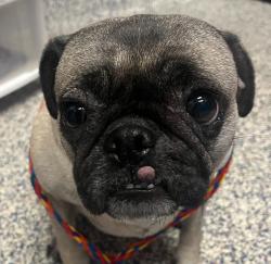Shelter Stray Male Dog last seen Wadsworth and Moore, Lakewood, CO, 80226, Golden, CO 80401