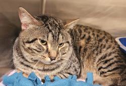 Shelter Stray Male Cat last seen Columbia / Seward, OR, Troutdale, OR 97060