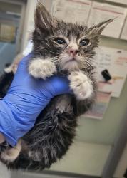 Shelter Stray Male Cat last seen SE 148th / E Burnside., OR, Troutdale, OR 97060