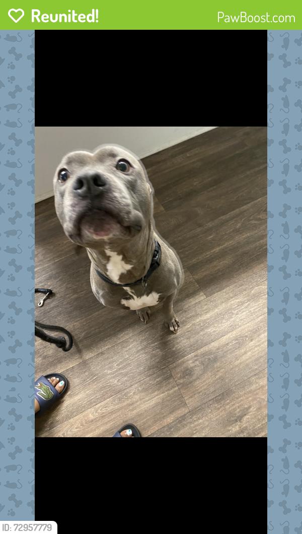 Reunited Male Dog last seen Quince and Ridgeway , Memphis, TN 38119