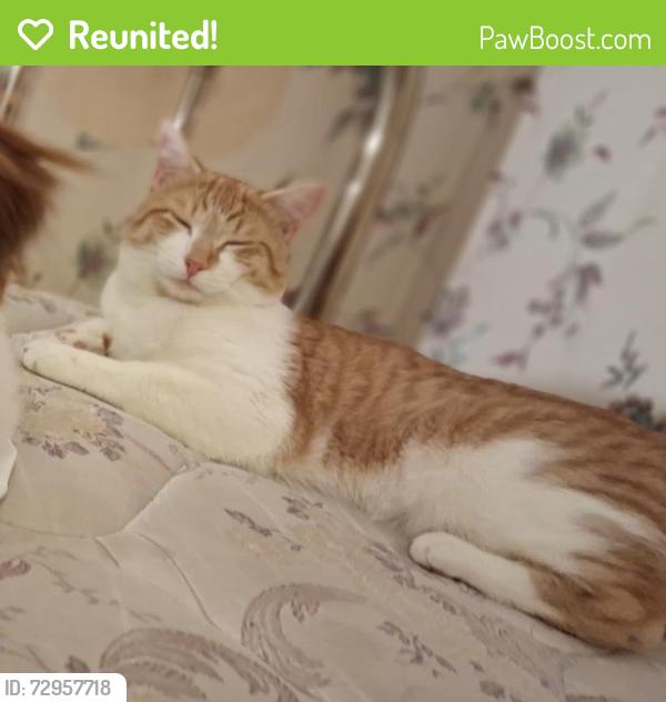 Reunited Male Cat last seen Pine St, Wharton, NJ 07885, USA, Wharton, NJ 07885