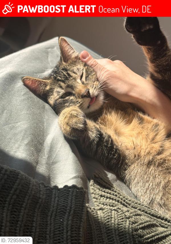 Lost Male Cat last seen augusta drive , Ocean View, DE 19970