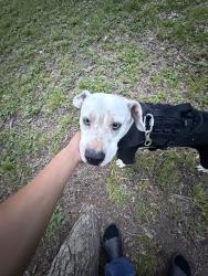 Lost Male Dog last seen Southwest Blvd Fort Worth, TX  76116 United States, Fort Worth, TX 76116