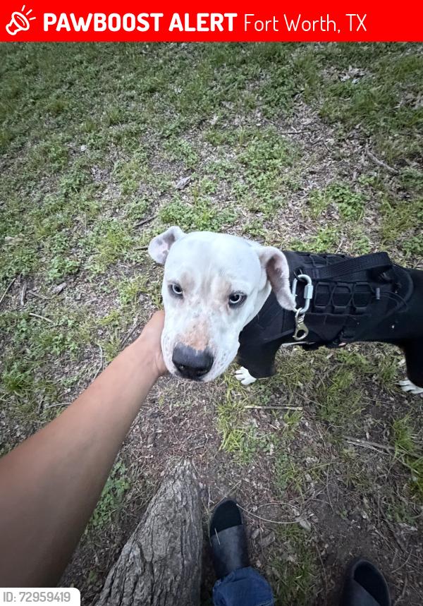 Lost Male Dog last seen Southwest Blvd Fort Worth, TX  76116 United States, Fort Worth, TX 76116