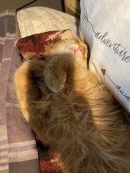 Found/Stray Male Cat last seen Vista View Elementary School, Burnsville, MN 55337
