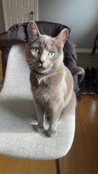 Lost Male Cat last seen Concord Cresent, off the corner of Sarina & Wonderland , London, ON N6G