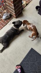 Reunited Male Dog last seen Seafarers Way , Bellview, FL 32526