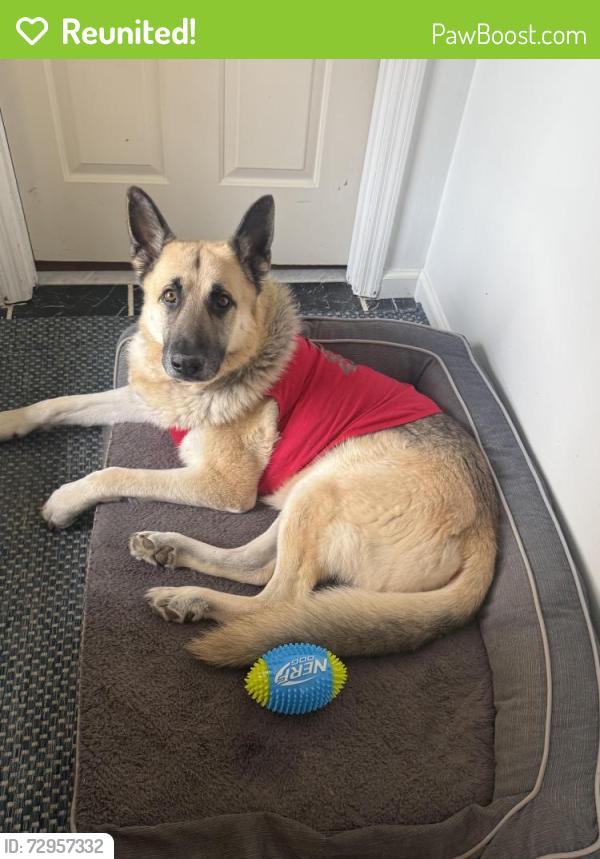 Reunited Male Dog last seen Nolensville, Nashville, TN 37013