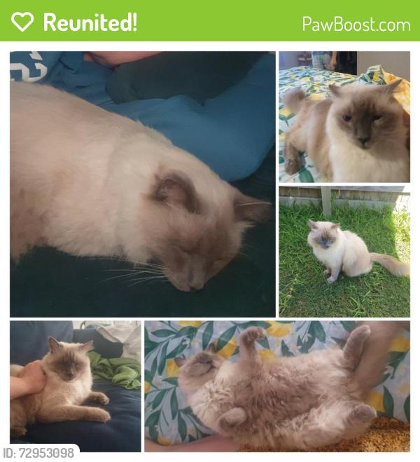 Reunited Male Cat last seen Old bay road, Burpengary East, QLD 4505