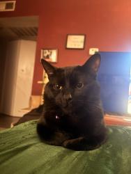 Lost Male Cat last seen Mountain vista and green valley , Henderson, NV 89014