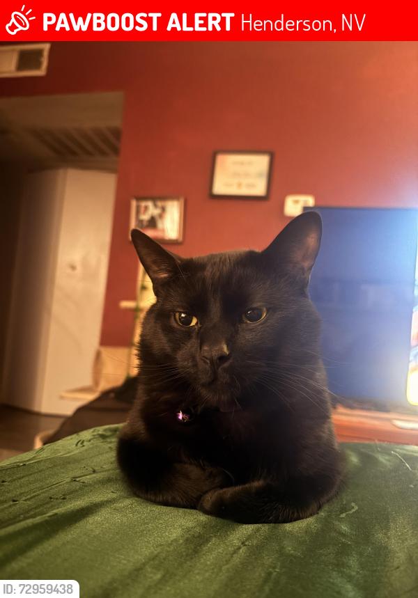 Lost Male Cat last seen Mountain vista and green valley , Henderson, NV 89014