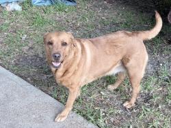 Reunited Female Dog last seen Dryden rd and greenbriar Dr, houston 77030, Houston, TX 77030