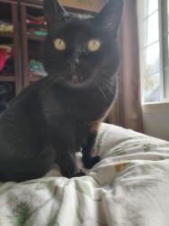 Lost Female Cat last seen calamace Dr & Newgate Way, Dixon, CA 95620