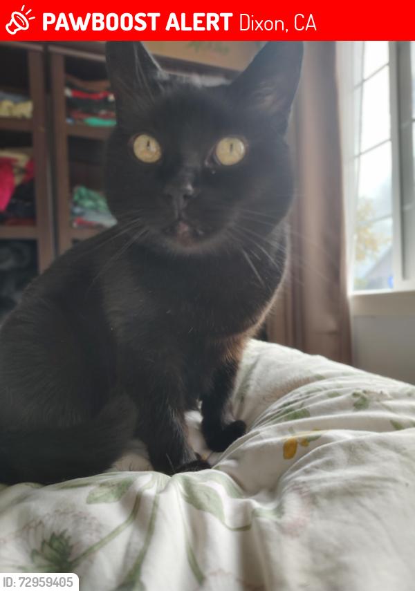Lost Female Cat last seen calamace Dr & Newgate Way, Dixon, CA 95620