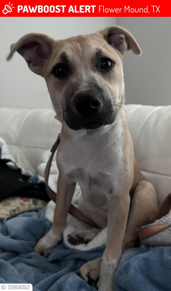Lost Female Dog last seen Lakeside parkway & Henry Parkway, Flower Mound, TX 75028