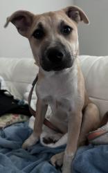 Lost Female Dog last seen Lakeside parkway & Henry Parkway, Flower Mound, TX 75028