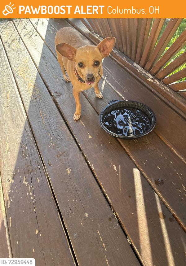 Found/Stray Female Dog last seen Avondale Elementary School, Columbus, OH 43222