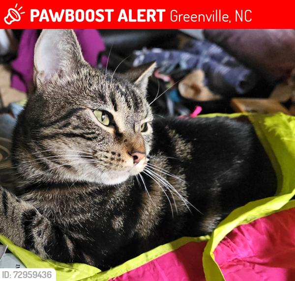 Lost Female Cat last seen Near East 1st St , Greenville, NC 27858