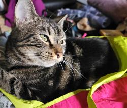 Lost Female Cat last seen Near East 1st St , Greenville, NC 27858