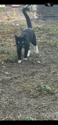 Lost Male Cat last seen Near and west st , Wichita, KS 67217