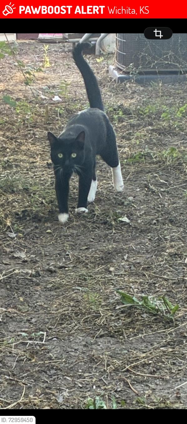 Lost Male Cat last seen Near and west st , Wichita, KS 67217