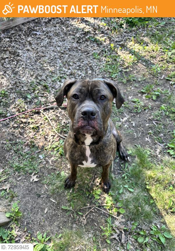 Found/Stray Male Dog last seen Fireroast Coffee, Minneapolis, MN 55406