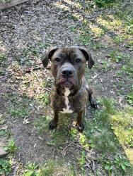 Found/Stray Male Dog last seen Fireroast Coffee , Minneapolis, MN 55406
