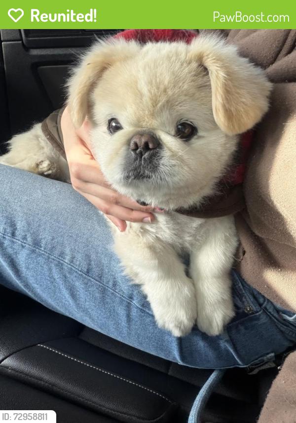 Reunited Male Dog last seen Near potter ave , Modesto, CA 95350