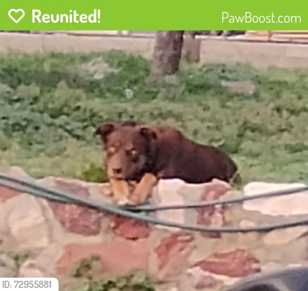 Reunited Male Dog last seen Hwy 30 polk, Cheyenne, WY 82001