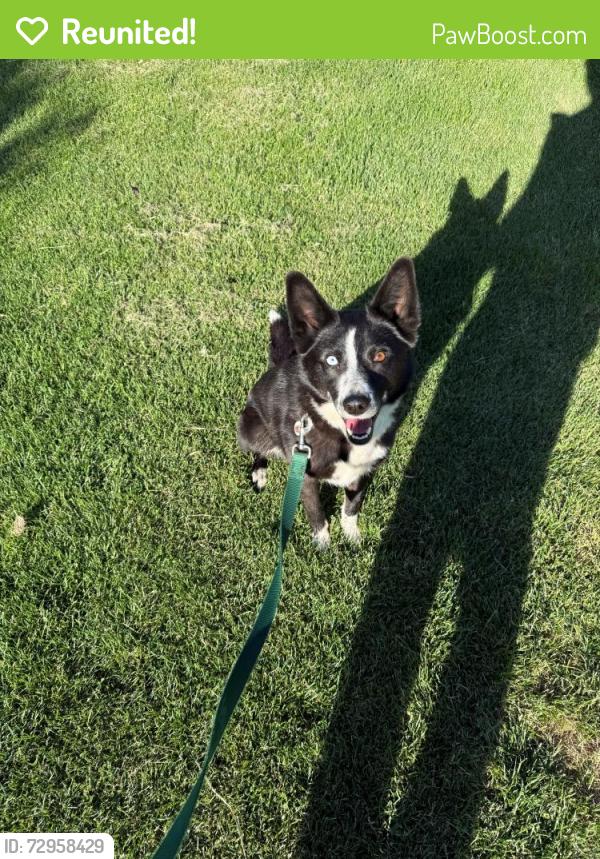Reunited Female Dog last seen W Chestnut Ave & Bel Air Dr, Yakima, WA 98908