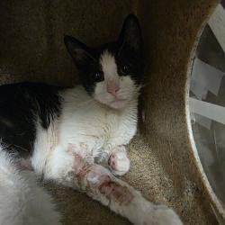 Shelter Stray Female Cat last seen , Philadelphia, PA 19140