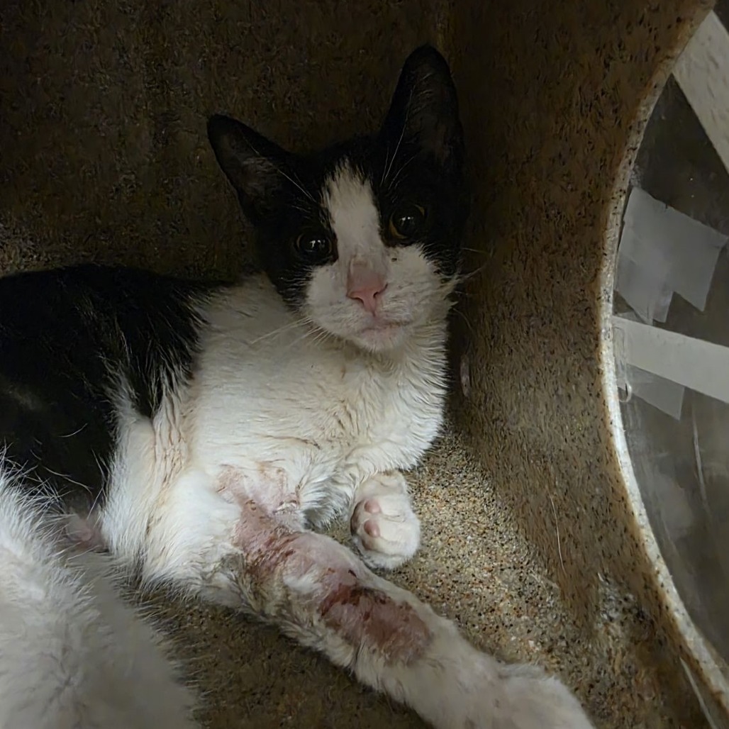 Shelter Stray Female Cat last seen , Philadelphia, PA 19140