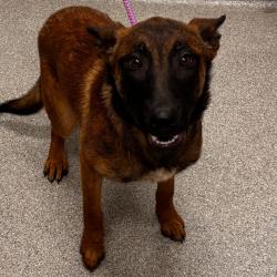 Shelter Stray Male Dog last seen , Matteson, IL 60443
