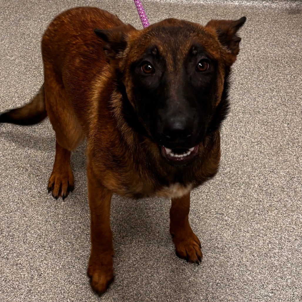 Shelter Stray Male Dog last seen , Matteson, IL 60443