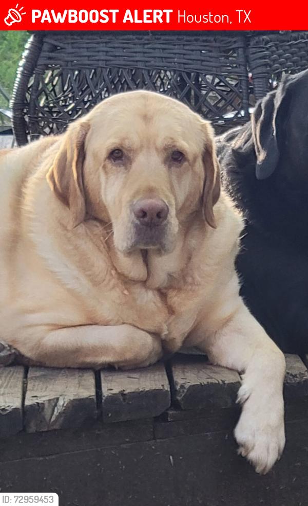 Lost Male Dog last seen Texas Army Trail / Jarvis, Houston, TX 77429