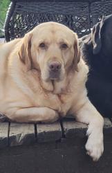Lost Male Dog last seen Texas Army Trail / Jarvis, Houston, TX 77429