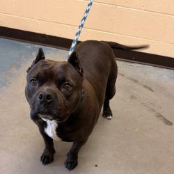 Shelter Stray Female Dog last seen , Memphis, TN 38133